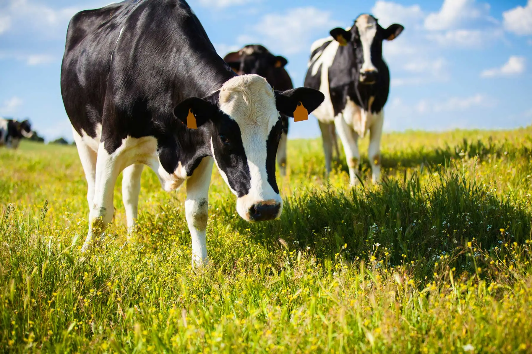 Articles and Blog | MilkMaP | Dairy Management Solutions NZ