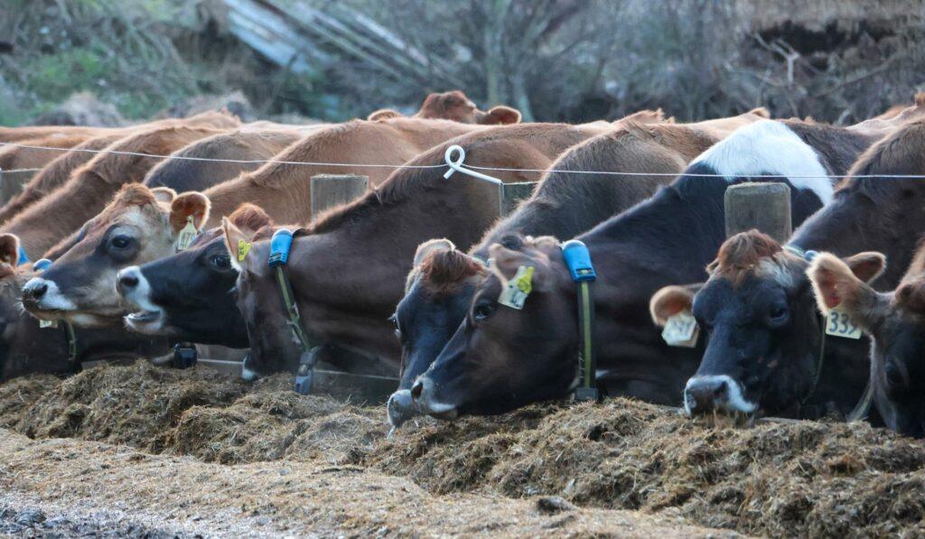 Te Waiu Jerseys was wintered in a feed lot situation on maize and grass silage. The balance of the dry cows grazed Kale.