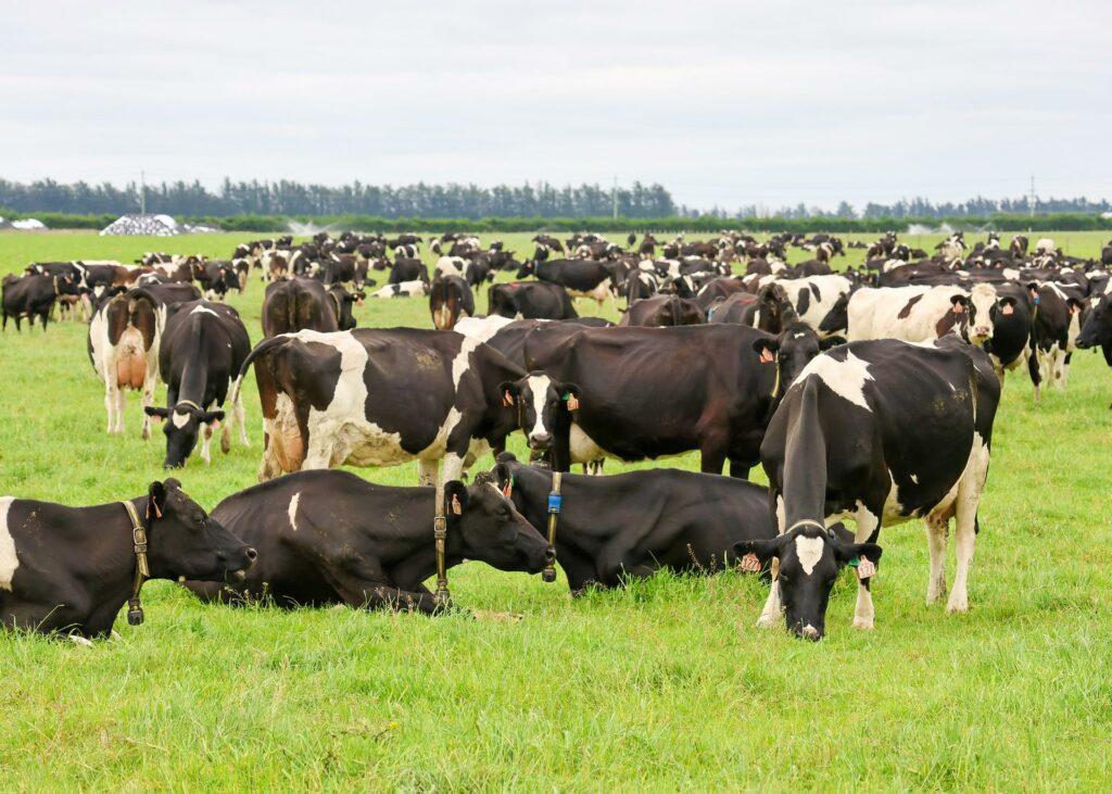 The combined average of the two herds that collectively number 1870 cows averaged 531kg of milk solids last season.